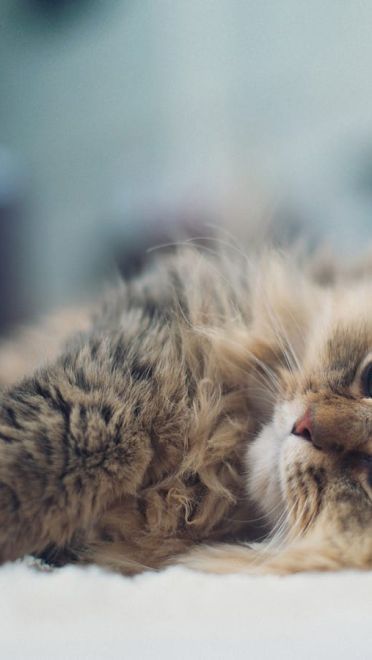 铲屎官专用 萌宠喵星人高清电脑壁纸