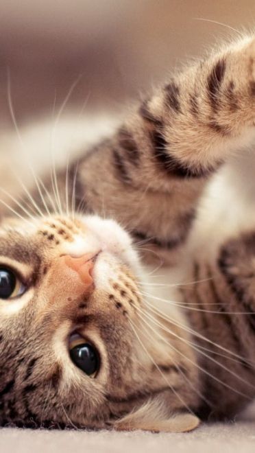 铲屎官专用 萌宠喵星人高清电脑壁纸