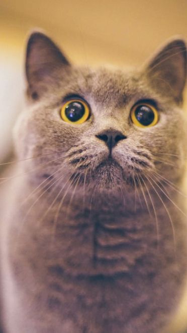 铲屎官专用 萌宠喵星人高清电脑壁纸