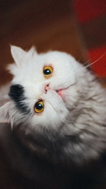 铲屎官专用 萌宠喵星人高清电脑壁纸