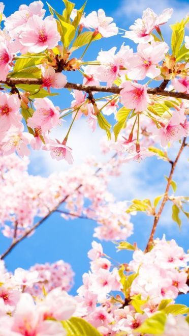 樱花 高清护眼电脑壁纸下载