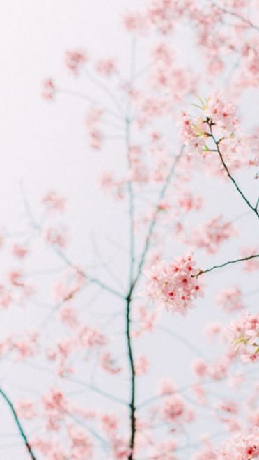 樱花 高清护眼电脑壁纸下载