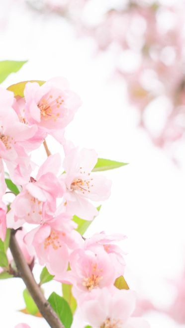 樱花 高清护眼电脑壁纸下载