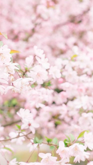 樱花 高清护眼电脑壁纸下载