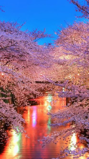 樱花 高清护眼电脑壁纸下载