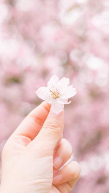 樱花 高清护眼电脑壁纸下载