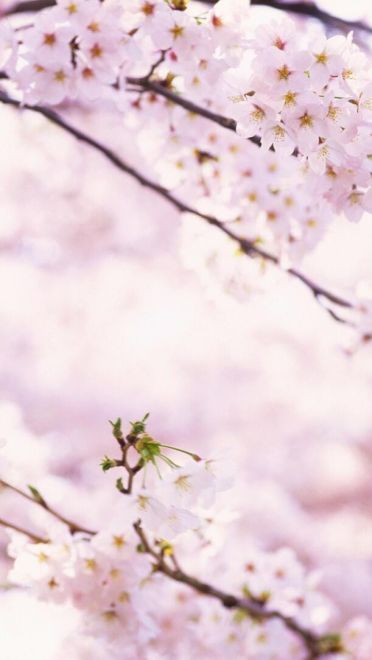 樱花 高清护眼电脑壁纸下载