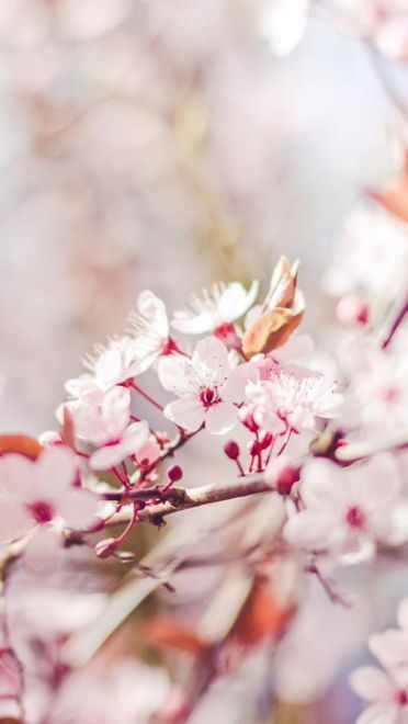 樱花 高清护眼电脑壁纸下载