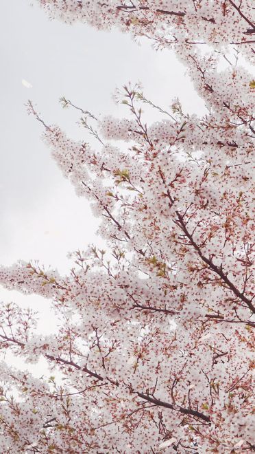 樱花 高清护眼电脑壁纸下载