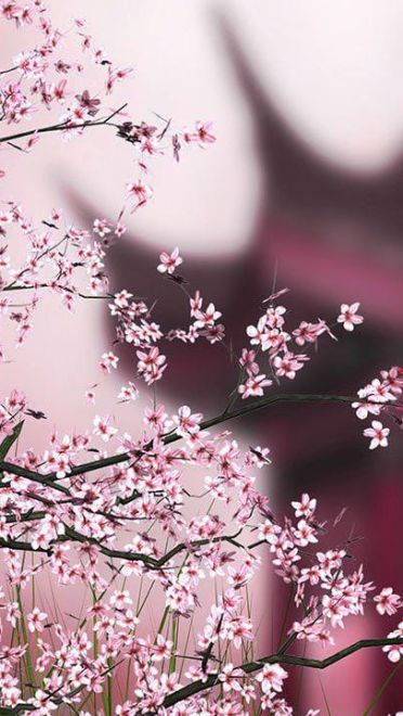 樱花 高清护眼电脑壁纸下载