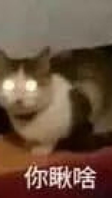 超级可的猫咪表情包下载