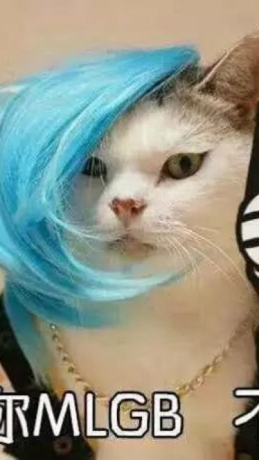 超级可的猫咪表情包下载