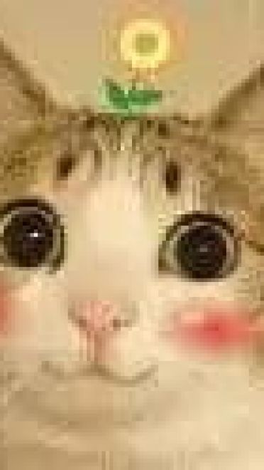 超级可的猫咪表情包下载