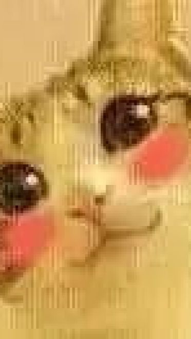 超级可的猫咪表情包下载