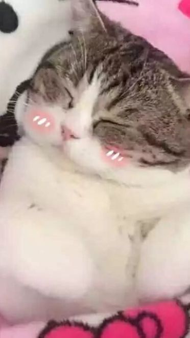 超级可的猫咪表情包下载