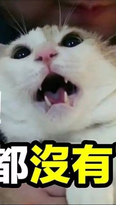 超级可的猫咪表情包下载