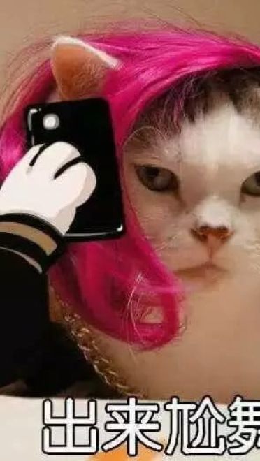 超级可的猫咪表情包下载