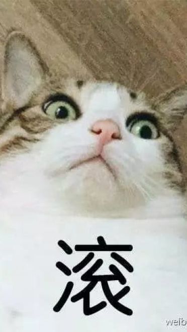 超级可的猫咪表情包下载