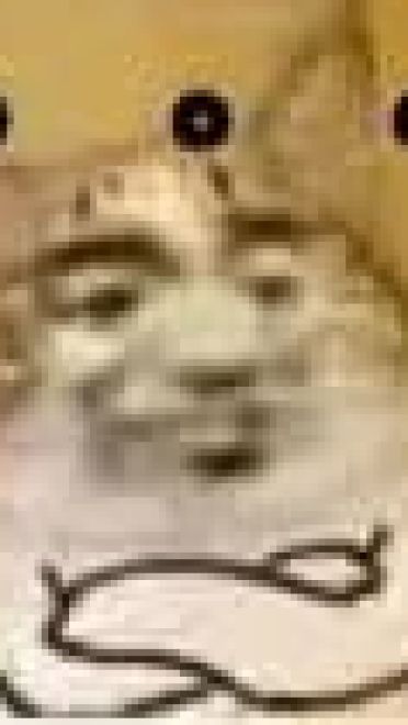 超级可的猫咪表情包下载