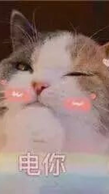 超级可的猫咪表情包下载