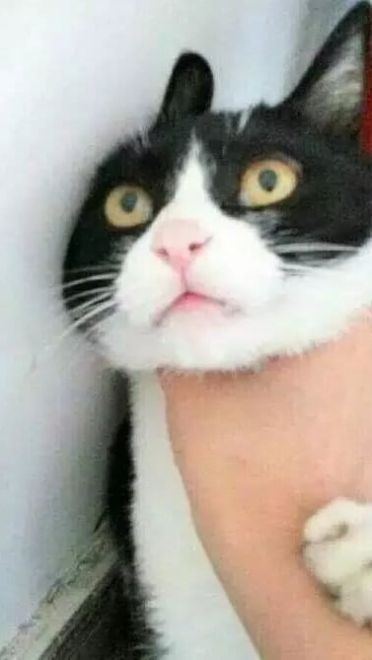 超级可的猫咪表情包下载