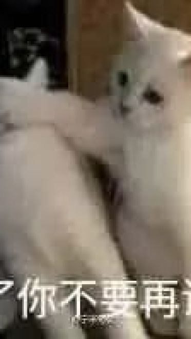 超级可的猫咪表情包下载