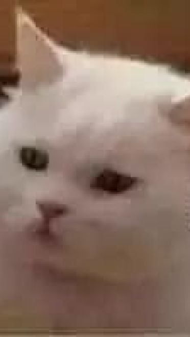 超级可的猫咪表情包下载