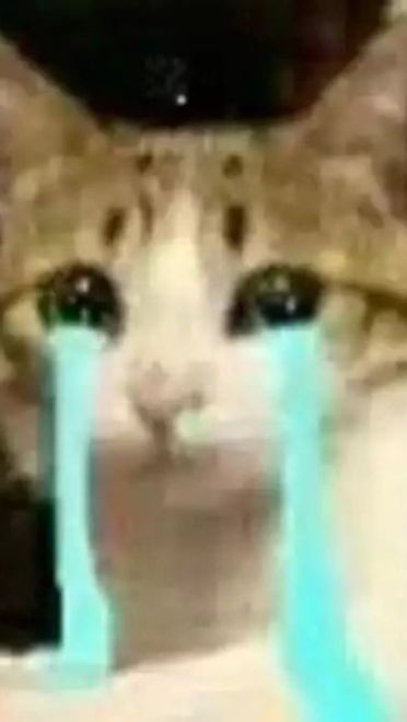 超级可的猫咪表情包下载