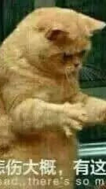 超级可的猫咪表情包下载