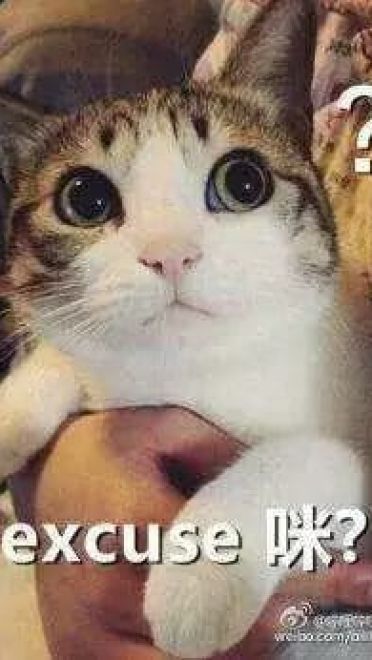 超级可的猫咪表情包下载