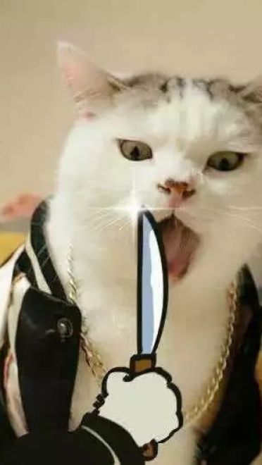 超级可的猫咪表情包下载