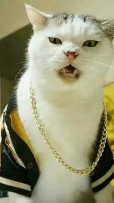 超级可的猫咪表情包下载