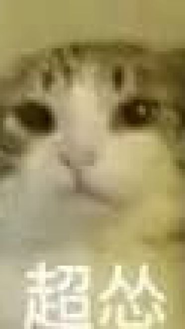 超级可的猫咪表情包下载