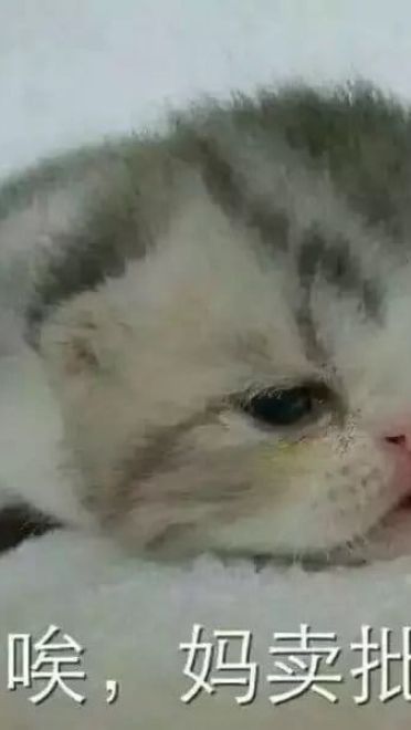 超级可的猫咪表情包下载