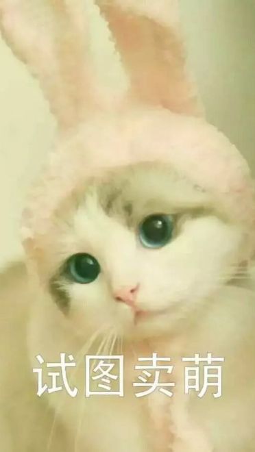 超级可的猫咪表情包下载