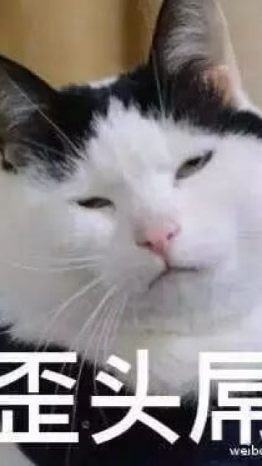 超级可的猫咪表情包下载