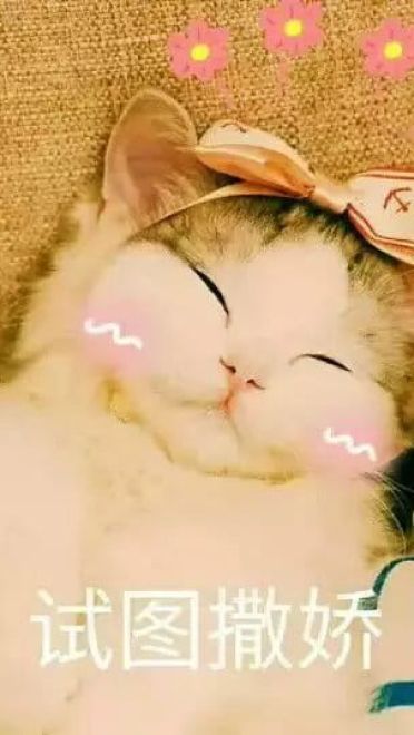 超级可的猫咪表情包下载