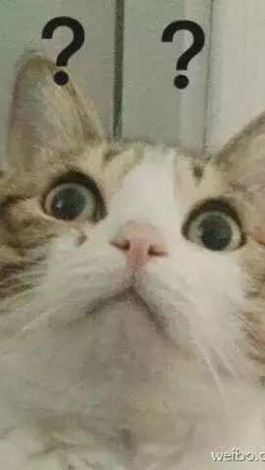 超级可的猫咪表情包下载