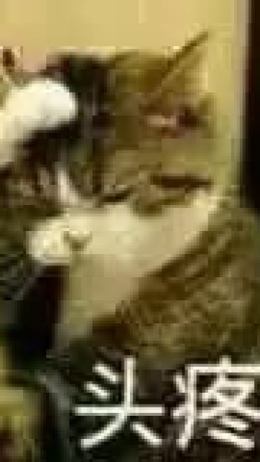 超级可的猫咪表情包下载