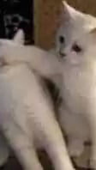 超级可的猫咪表情包下载