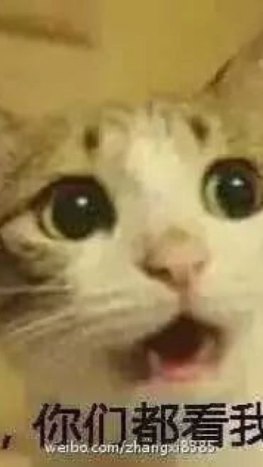 超级可的猫咪表情包下载