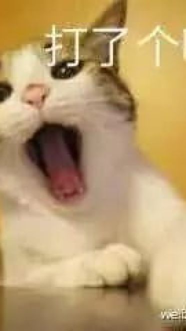 超级可的猫咪表情包下载