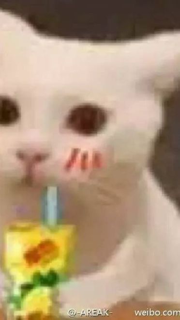 超级可的猫咪表情包下载