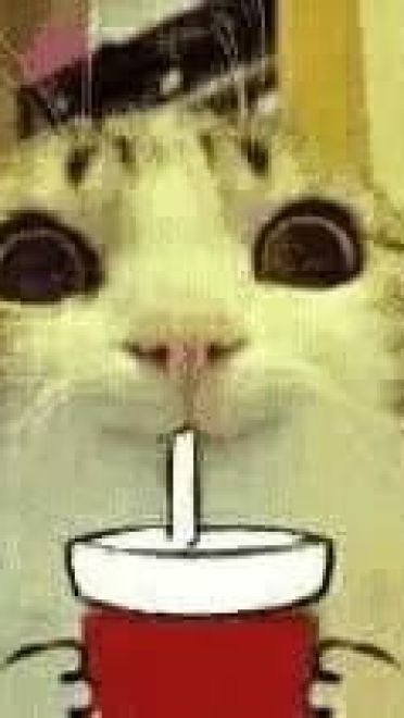 超级可的猫咪表情包下载