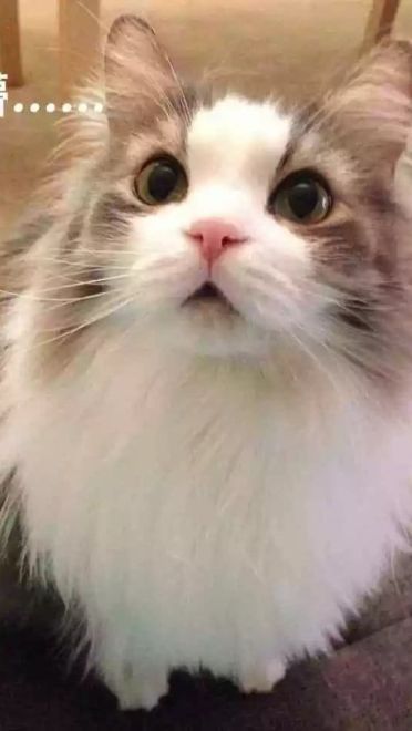 超级可的猫咪表情包下载