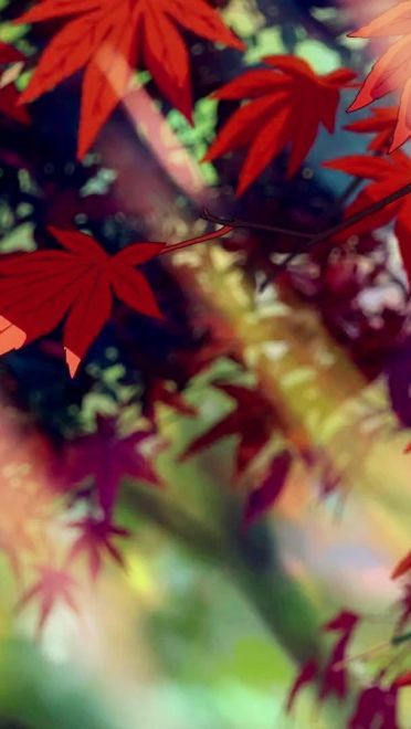 新海诚 你的名字高清动漫电脑壁纸下载(1)