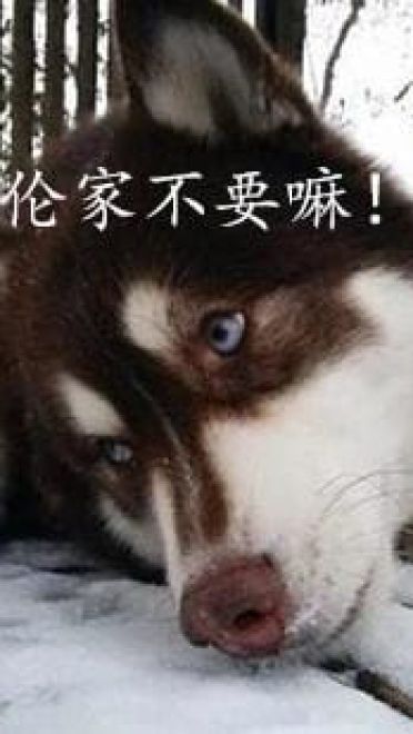 哈士奇系列趣味表情包 藐视一切的物种