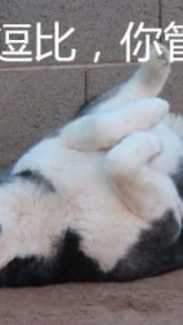 哈士奇系列趣味表情包 藐视一切的物种