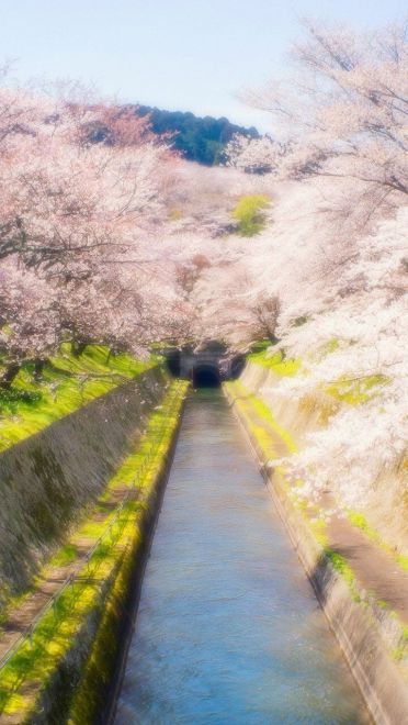 精美画质二次元风景图 滚动手机壁纸(1)