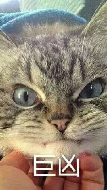 猫咪超凶 世界最凶的猫咪表情包